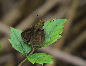 Dun Skipper male